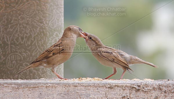 Mother sparrow feeding baby sparrow