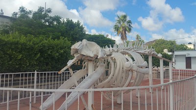 Museum of Natural History in Cabo San Lucas