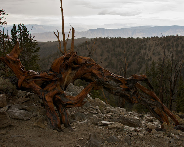 methuselah grove methuselah grove
