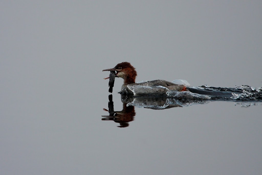 IMAGE: https://lh4.googleusercontent.com/-2rgEMGdUuBY/TndWsSDvRiI/AAAAAAAABJQ/xtYO45J0zzs/s1024/Merganser_9663.JPG