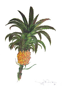 Water color of Pineapple flower