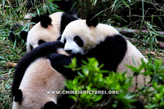 Playing Chinese Panda Photo 2