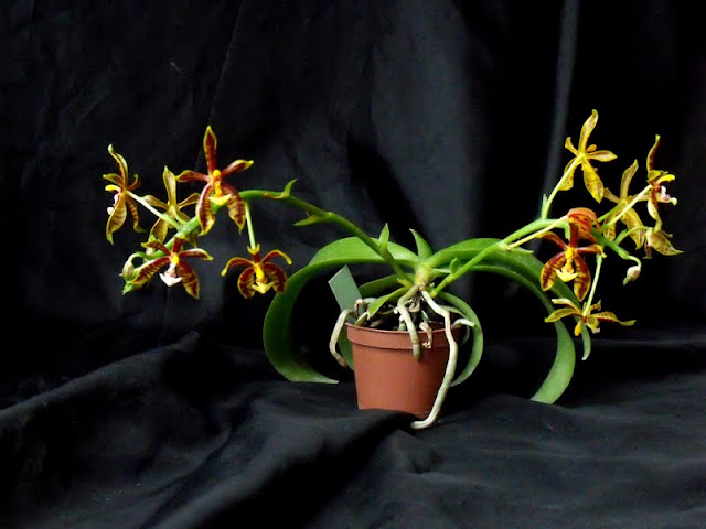 Phalaenopsis mannii Phal_manii%2520%25283%2529