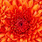 Melissa F avatar image