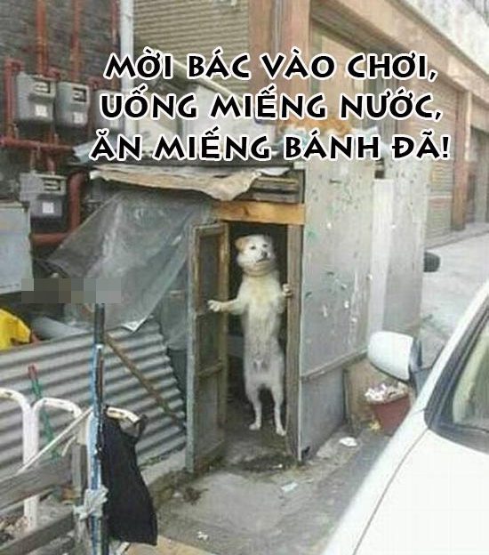 Ảnh vui về những chú Chó bá đạo, hài hước nhất Ảnh vui chú chó mời vào nhà uống nước