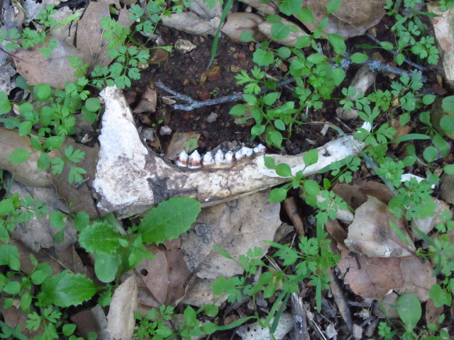 deer jawbone, perhaps