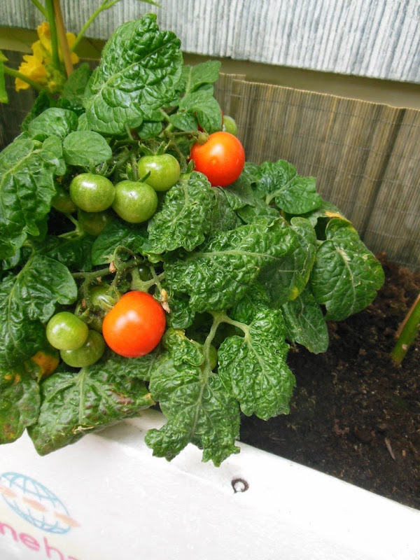 Red Robin Tomatoes