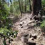 Track up the hill south of Sandy Bch Ck (106009)