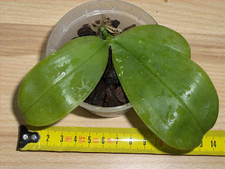 Phalaenopsis bellina ponkan, orchid species, after 4 months of cultivation.