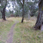 Winding through the open forest on the bank of the Thredbo River (296198)