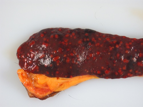 SPleen cat