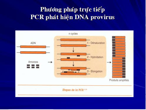 [Image: PCR2.jpg]