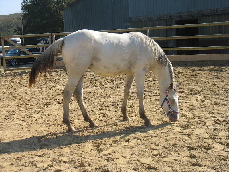 vends pouliche appaloosa PP Dune Miracle Layon IMG_5271