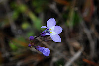 Space Coast Wildflowers: Wickham Park, Early Spring, March 3, 2011