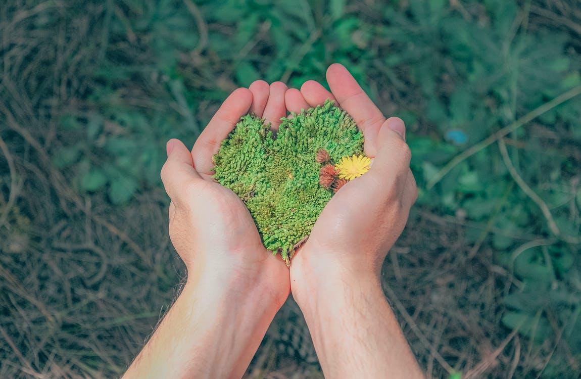 Person Holding Green Grains