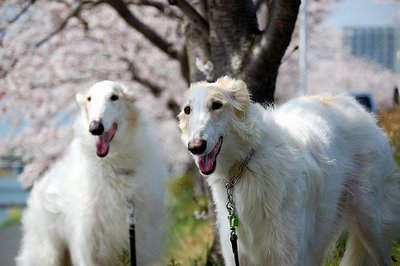 Russian+dog+breeds+pictures