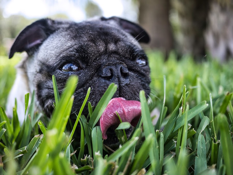 Barkland Dog park