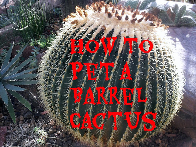 How to Pet a Barrel Cactus