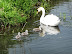 Swans and Cygnets on River Nar
