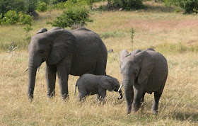 Wildlife Photos of Elephant