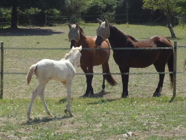 2013 - Darwi Odrade el Shaazar (Quarfi X Gouach de Beaubeck) - Arabe-Barbe Darwi%252021juil2013%2520%252811%2529