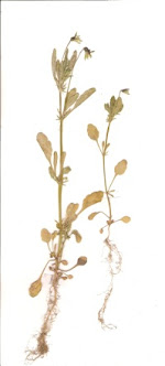 Fiołek polny Viola arvensis