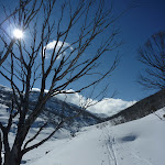 Trees at the end of the flat trail (299416)