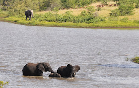 Wildlife Photos of Elephant