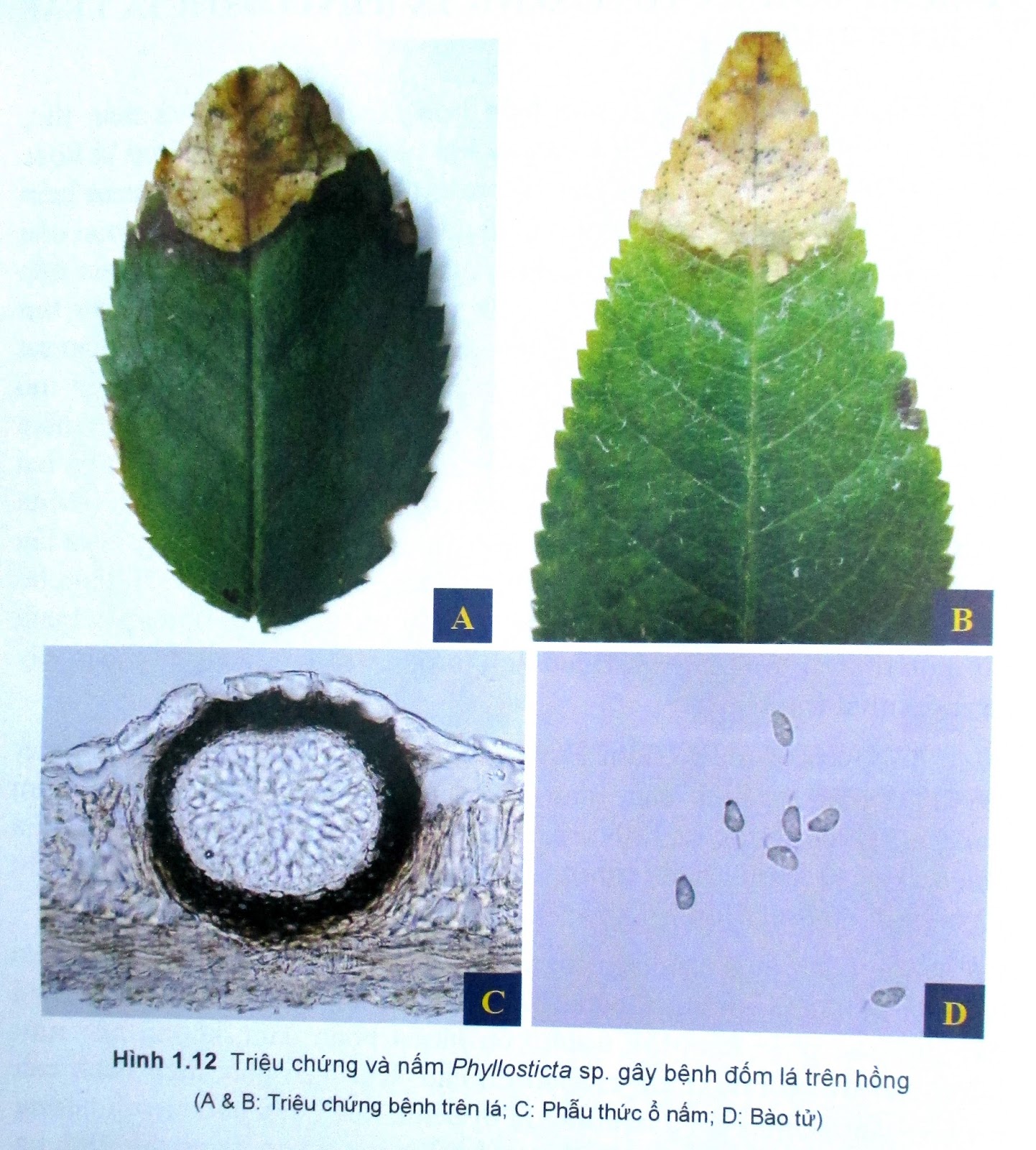 Hình 1.12 Triệu chứng và nấm Phyllosticta sp. gây bệnh đốm lá trên hồng (A & B: Triệu chứng bệnh trên lá; C: Phẫu thức ổ nấm; D: Bào tử)