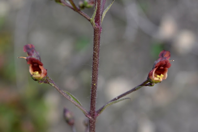 tiny red flowers