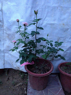 1 chậu Blue Millfeuille Rose dạng cây giống được bán ở Việt Nam