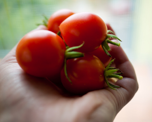 tomatoes!