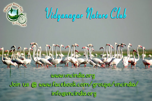 Vidyanagar Nature Club, 101 Radha Darshan, Behind Union Bank, Vallabh Vidhyanagar, Gujarat 388120, India, Wildlife_Rescue_Service, state GJ