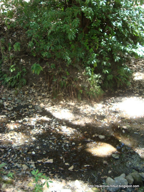 Ojo de agua en el Volcán de Tequila