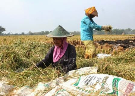 berita terkait tradisi ngasak di ngawi