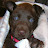 Dano Rodrigo avatar image