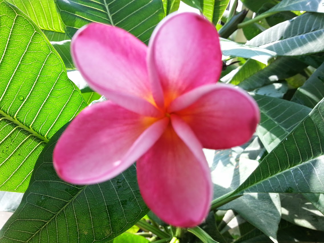 semi d adenium et plumeria sur laine de roche - Page 8 20141030_132636