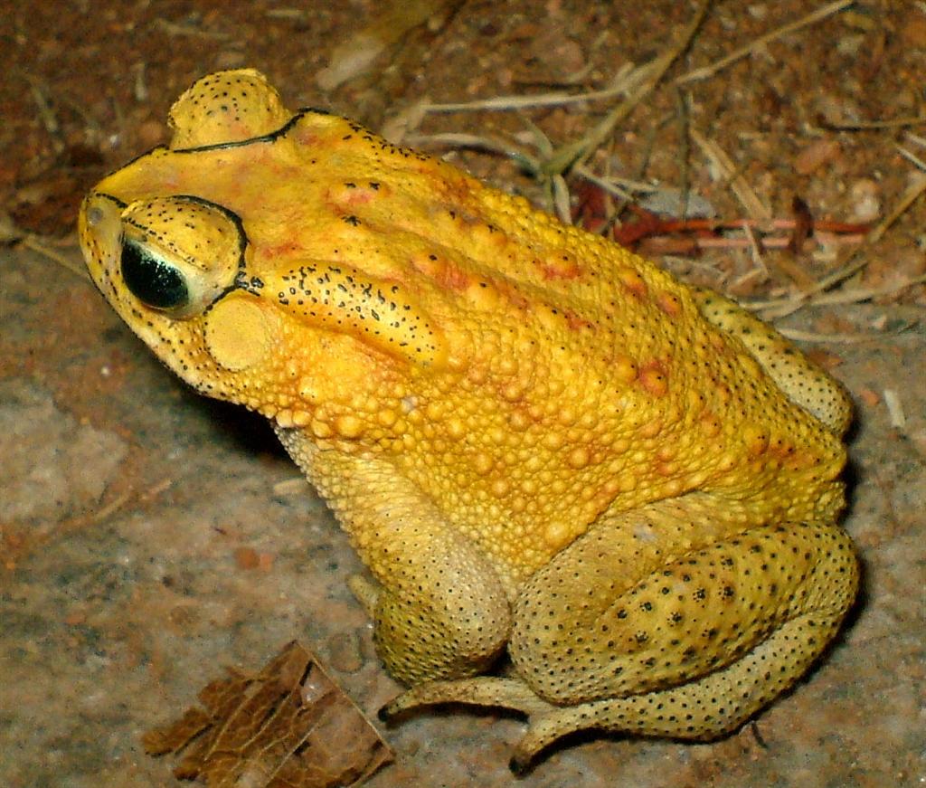 ``Mysurean Musings Zoology Practical Dissection