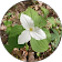 Midwest Invasive Plant Network Midwest Invasive Plant Network