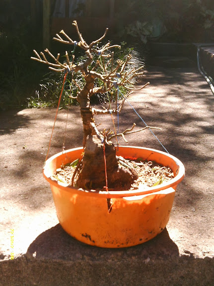 Ficus Nerifolia Reforma... IMAG0237