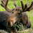 Grizzly McFan avatar image