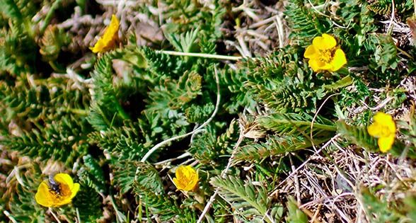 micro tundra flowers with fly