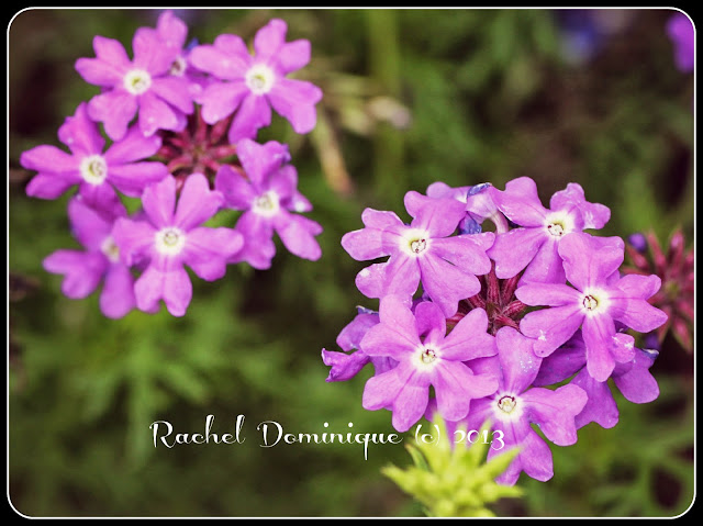 Light purple cluster flowers