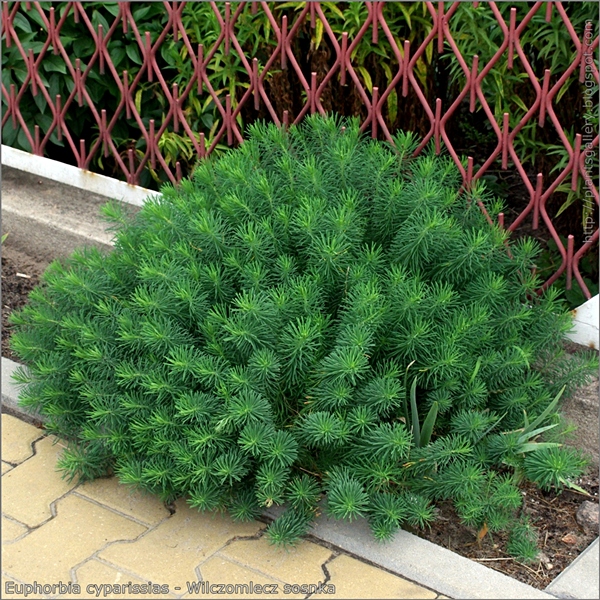 Euphorbia cyparissias - Wilczomlecz sosnka zastosowanie w zieleni ogrodowej