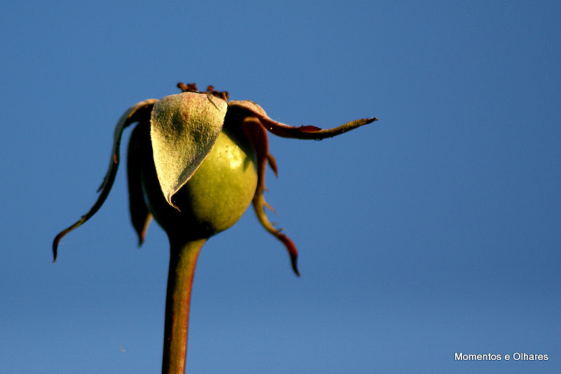Rosa sem pétalas