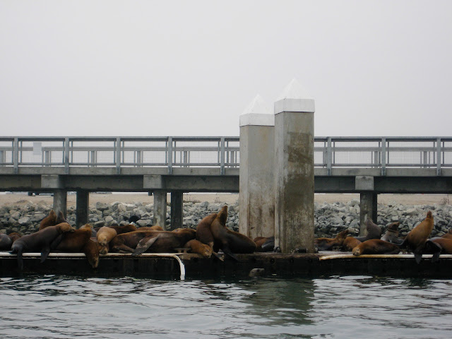 Pier of the sea lion Pier of the sea lion