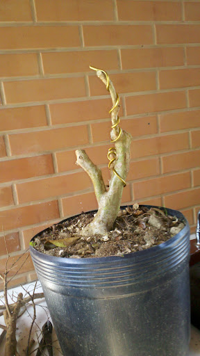 JABUTICABA - Myrciaria cauliflora Moyogi 2012-08-12_12-38-17_781