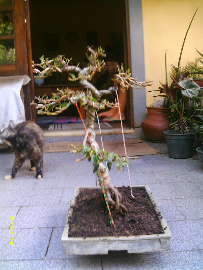 Ficus Microcarpa Tiger Bark DESASTRE!!!!!!!!!!!!!!! IMAG0289