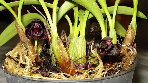 Растения из Тюмени. Краткий обзор - Страница 5 Maxillaria%252520schunkeana1