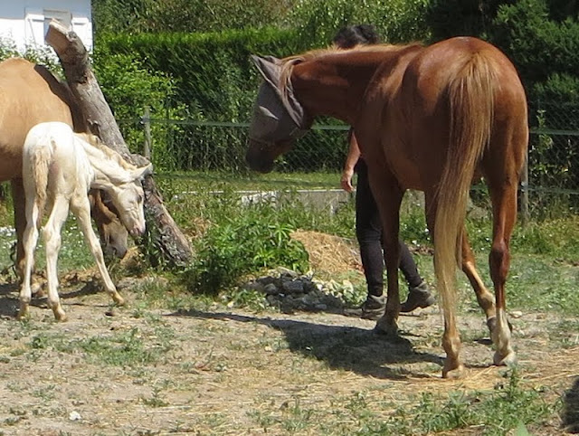 2013 - Darwi Odrade el Shaazar (Quarfi X Gouach de Beaubeck) - Arabe-Barbe Darwi%252021juil2013%2520%252898%2529